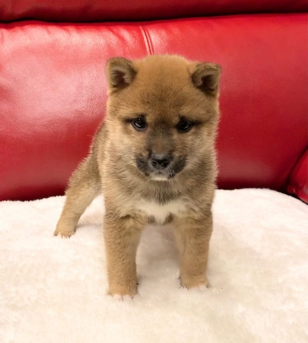 Alex - Shiba Inu Rüdenwelpe