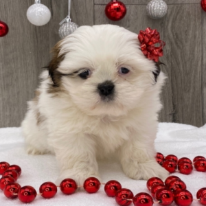 Carla - Shih Tzu Hündin