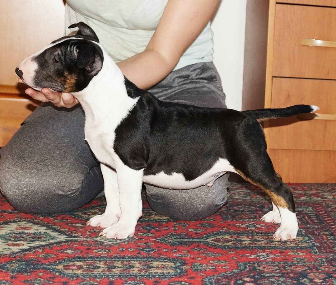 Terri - Miniatur Bullterrier Rüde