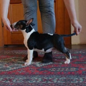 Cindy - Miniature Bullterrier Hündin