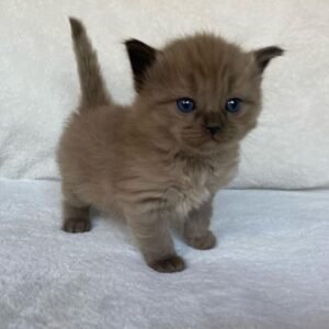 Bear - Ragdoll Kater