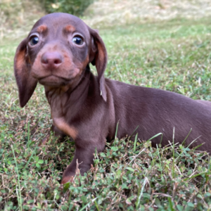 Tina - Dackel Hündin (Dachshund)