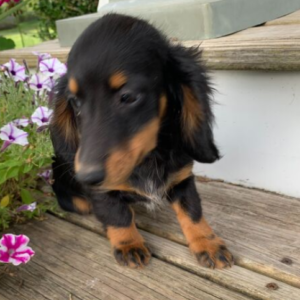 Peaches - Dackel Hündin (Dachshund Welpe)