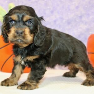 Sarafin - Cocker Spaniel Hündin