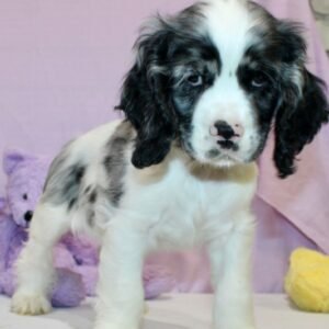 Haze - Cocker Spaniel Rüdenwelpe