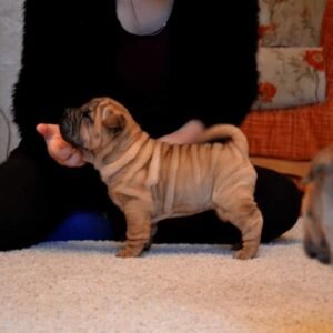 Lily - Shar Pei Hündin