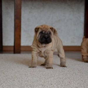 Wendy - Shar Pei Hündin