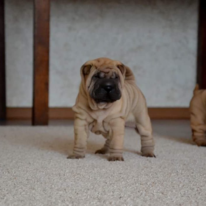 Wendy - Shar Pei Hündin
