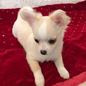 Sophie - Chihuahua Hündin