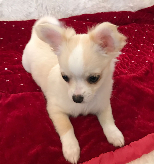 Sophie - Chihuahua Hündin