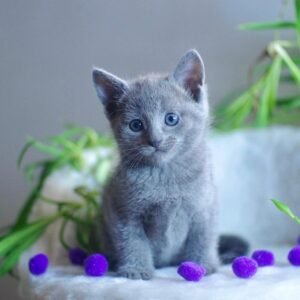 SELINA - Russisch Blau Kätzchen