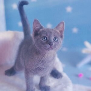 OLIVIA - Russisch Blau Kätzchen