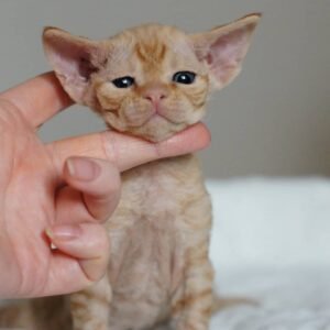 Rosa – Devon Rex Kätzchen (weiblich)