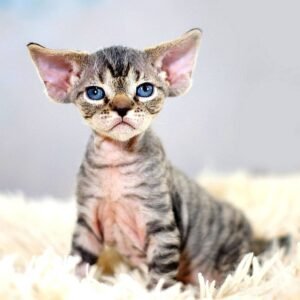 CHLEO – Devon Rex Kätzchen (weiblich)
