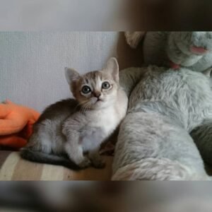 Thor - Singapura Kätzin Weibchen