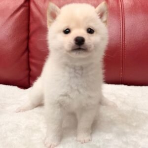 Leila - Shiba Inu Hündin