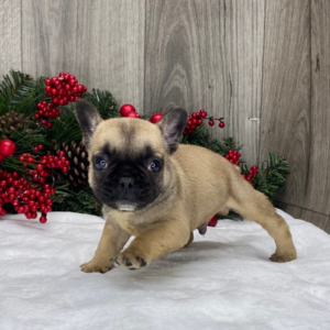 Ronald - Französische Bulldogge Rüde