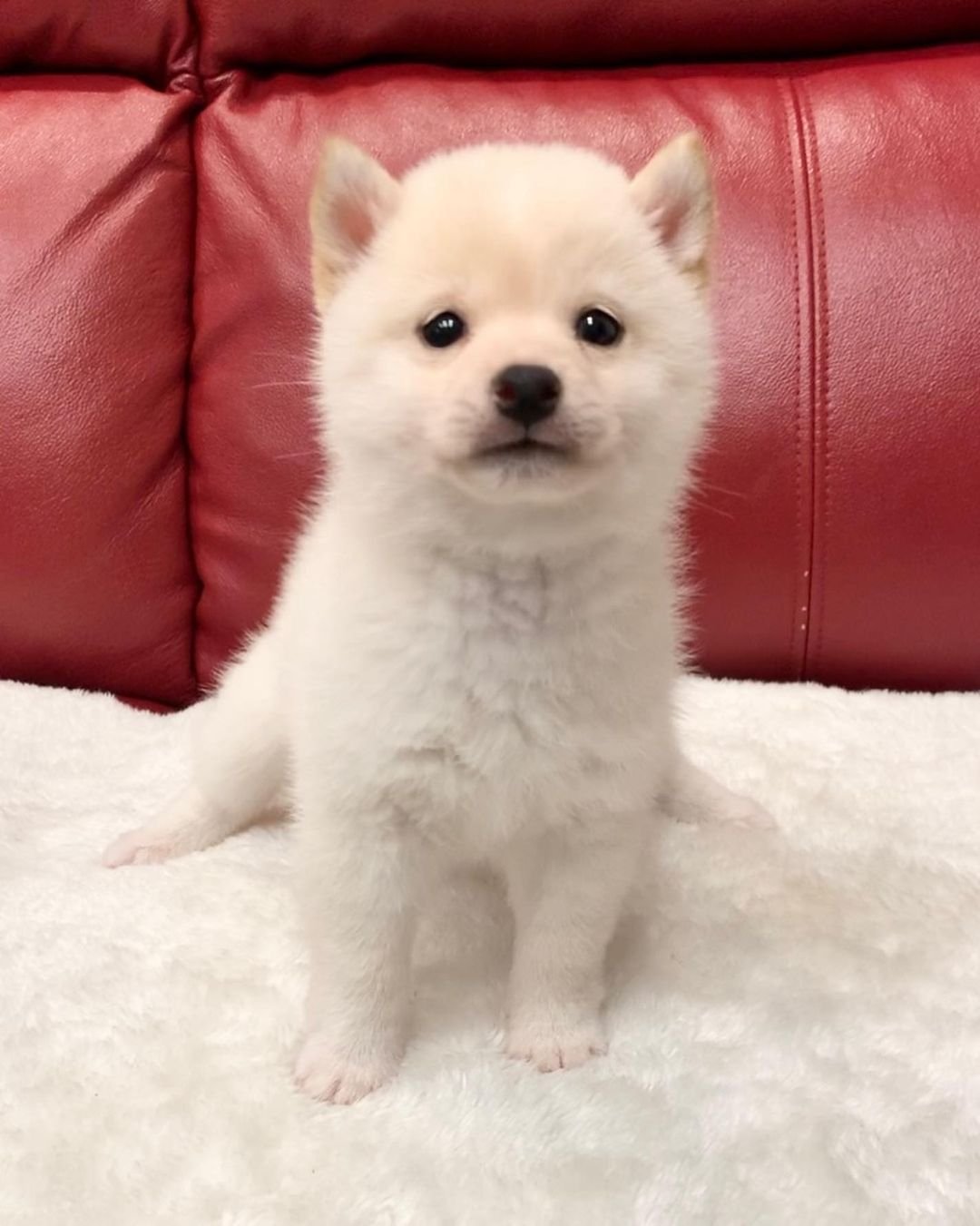 Leila - Shiba Inu Hündin