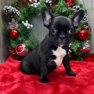 Jessica - Französische Bulldogge Hündin