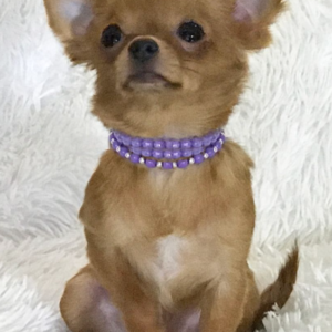 Teddy - Chihuahua Rüde