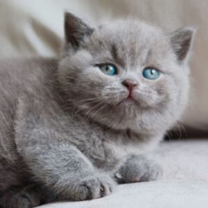 Molly - Britisch Kurzhaar Kätzchen (Weiblich)