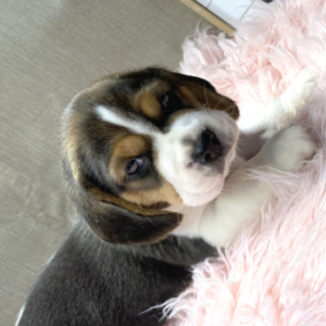 Lottie - Beagle Hündin