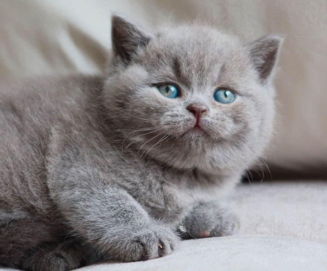 Molly - Britisch Kurzhaar Kätzchen (Weiblich)