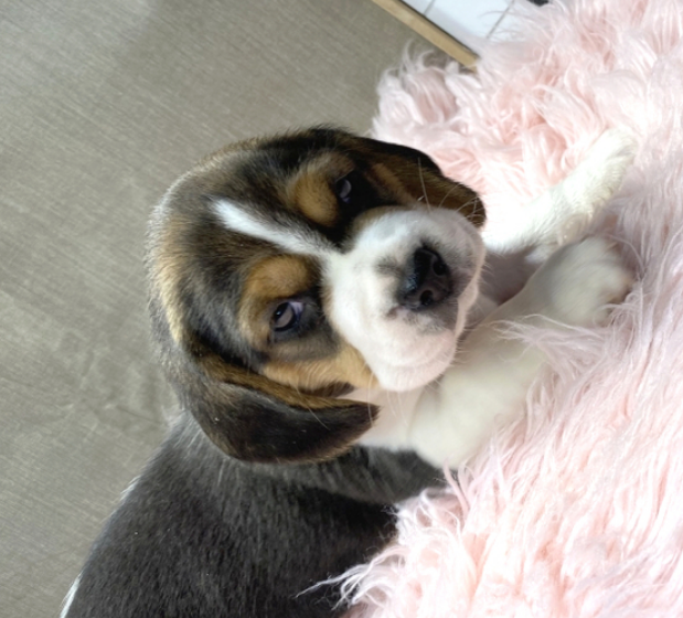 Lottie - Beagle Hündin