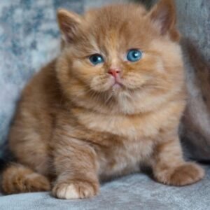 Macie - Britisch Kurzhaar Kätzchen (Weiblich)