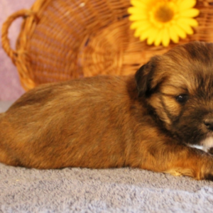 Penny - Lhasa Apso Hündin