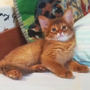 Bella - Weibliches Somali Kätzchen