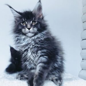 Jordan - Maine Coon Kater