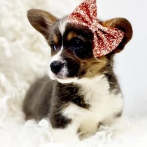 Onna — Pembroke Welsh Corgi Hündin