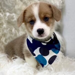 Otis — Pembroke Welsh Corgi Rüdenwelpe