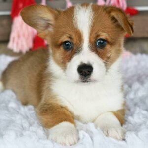 Cass - Pembroke Welsh Corgi Rüdenwelpe