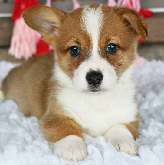 Cass - Pembroke Welsh Corgi Rüdenwelpe