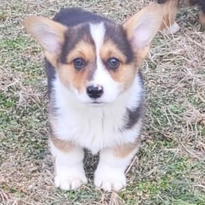 Roper — Pembroke Welsh Corgi Rüdenwelpe