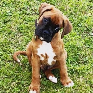 Regi - Boxer Hündin