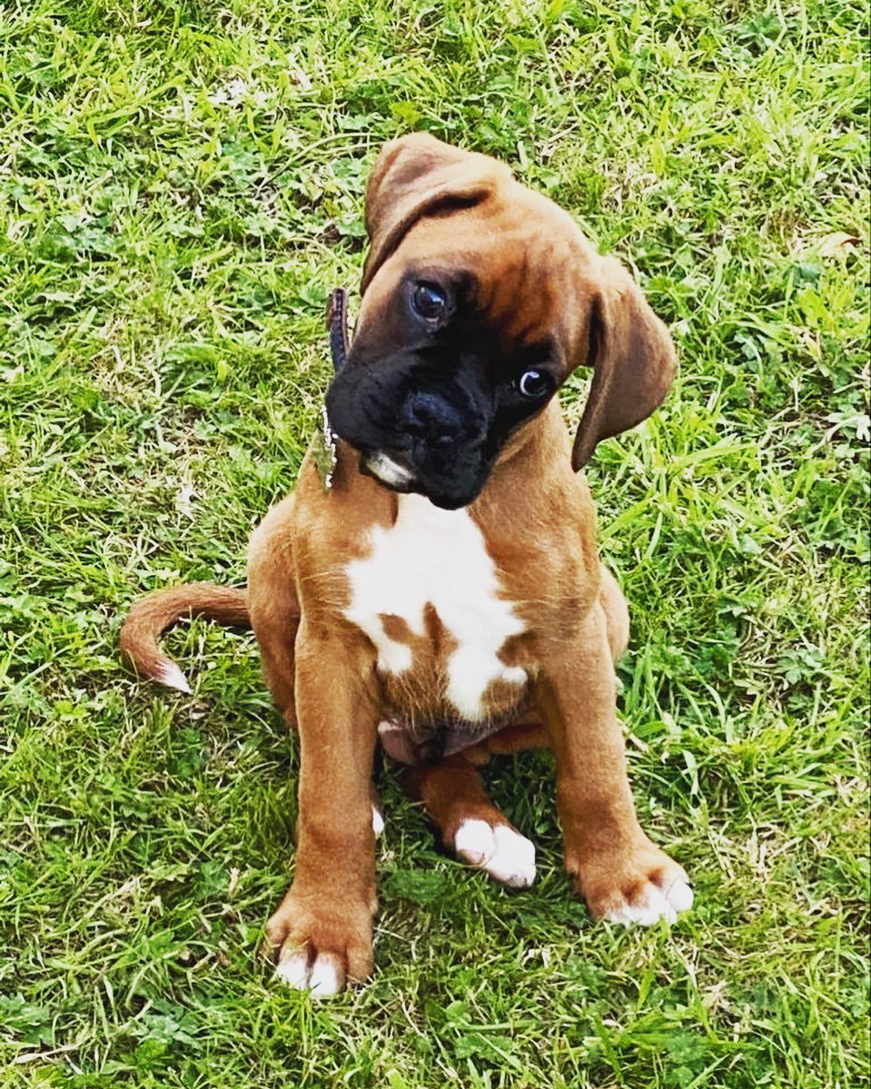 Regi - Boxer Hündin