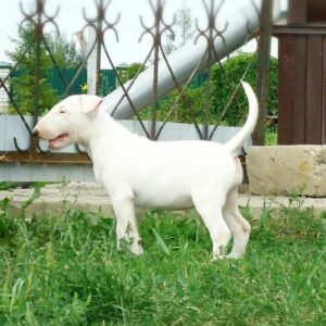 Pam - Bullterrier Hündin