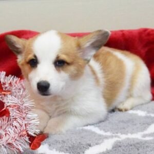 Pizatti — Pembroke Welsh Corgi Hündin