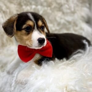 Onyx — Pembroke Welsh Corgi Rüdenwelpe