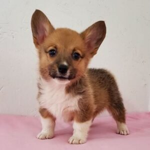 Sweetie - Pembroke Welsh Corgi Hündin