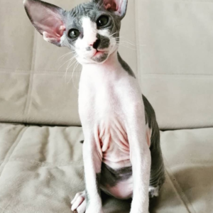 Maya - Peterbald Kätzin