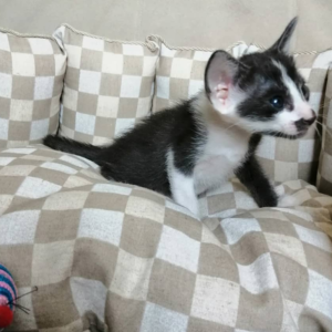 Ellie - Peterbald Kätzin