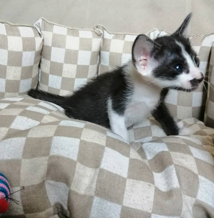 Ellie - Peterbald Kätzin