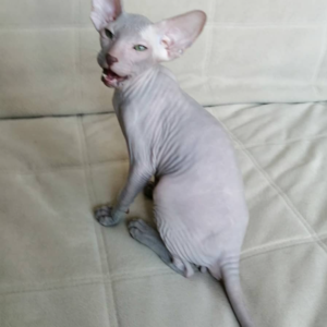 Liam - Peterbald Kater