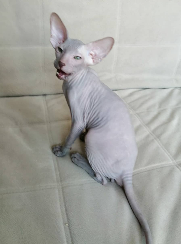 Liam - Peterbald Kater
