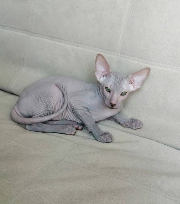 Liam - Peterbald Kater - Image 2