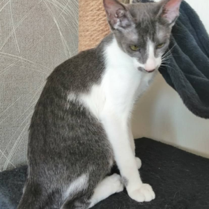 Elisa - Peterbald Kätzin